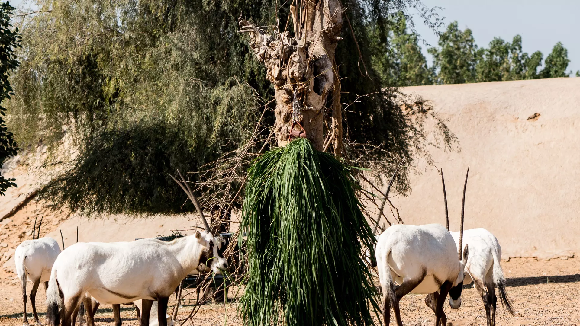 Dubai Safari Park  - Photo 30