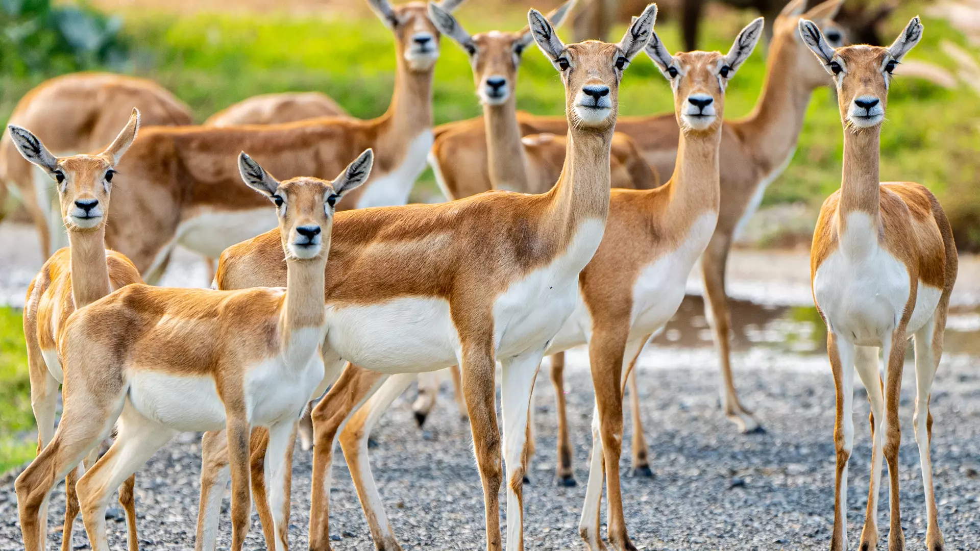 Dubai Safari Park  - Photo 31