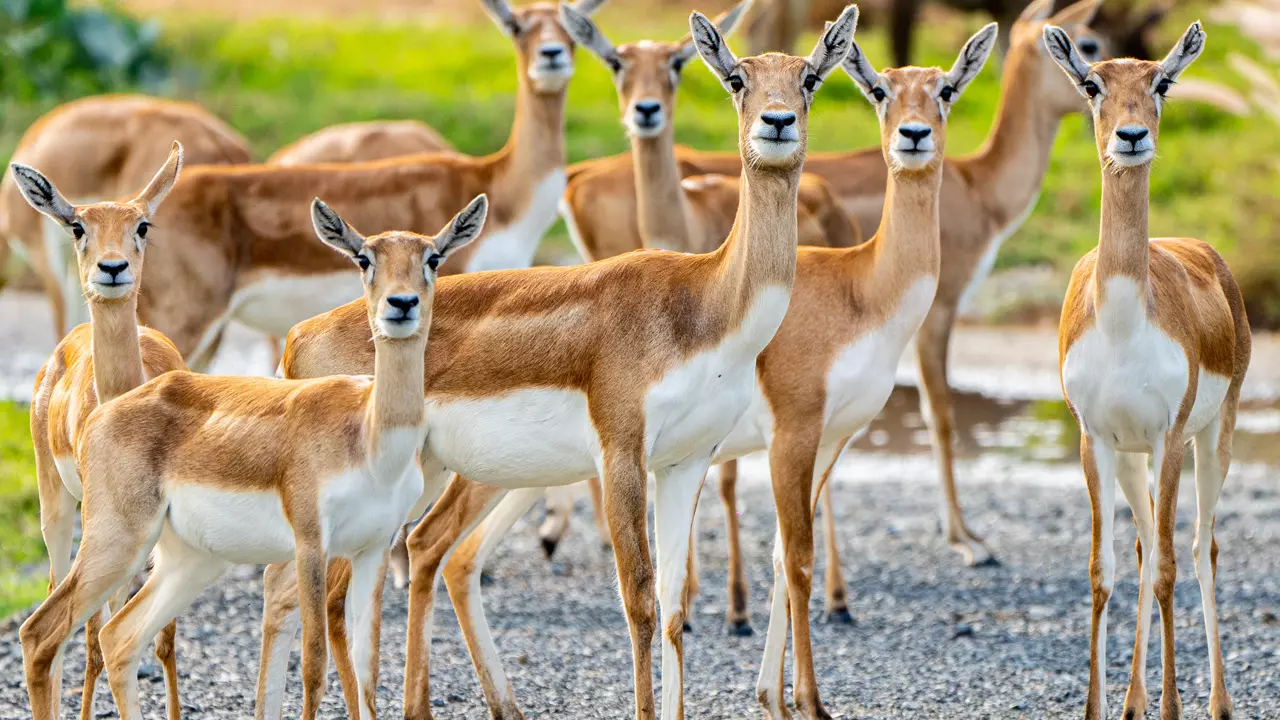 Dubai Safari Park  - Photo 9