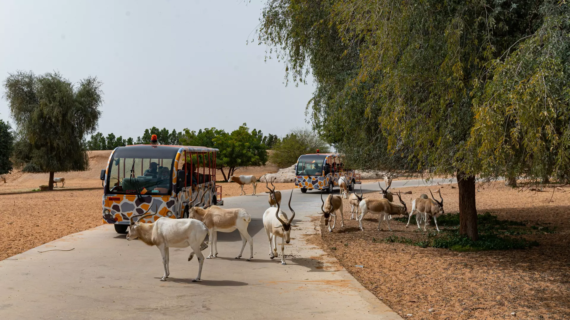 Dubai Safari Park  - Photo 34