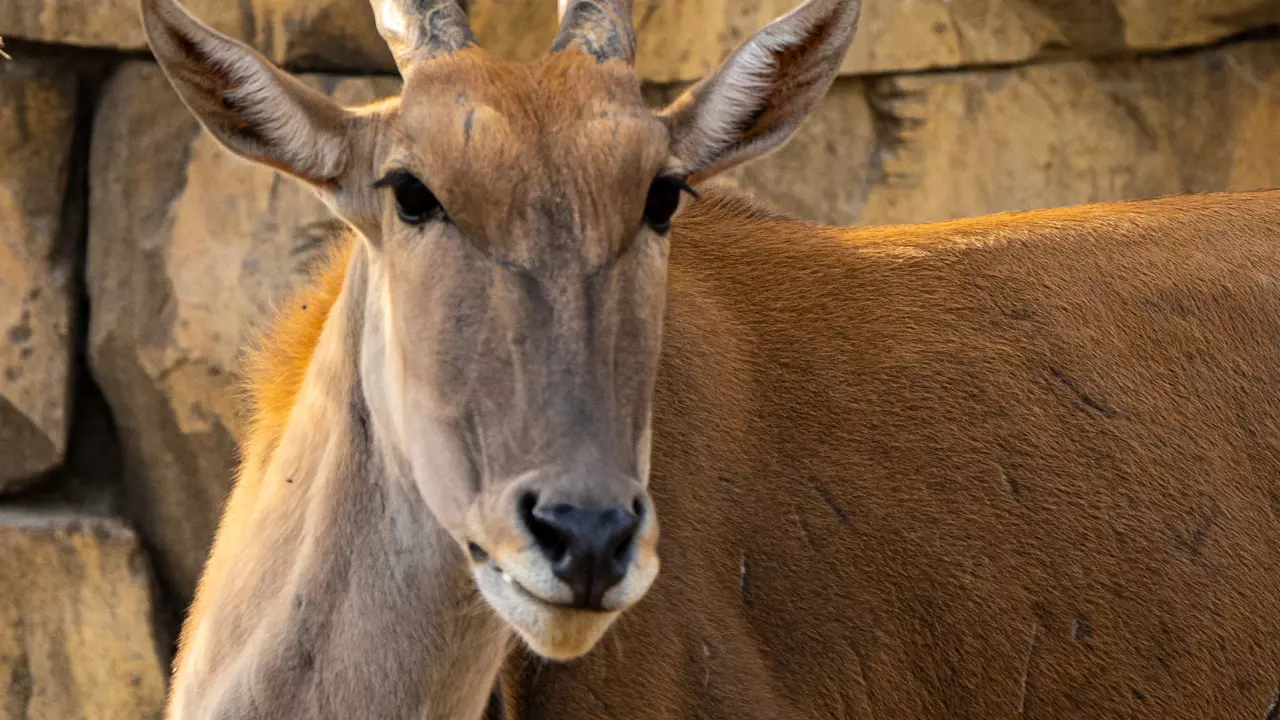 Dubai Safari Park  - Photo 18