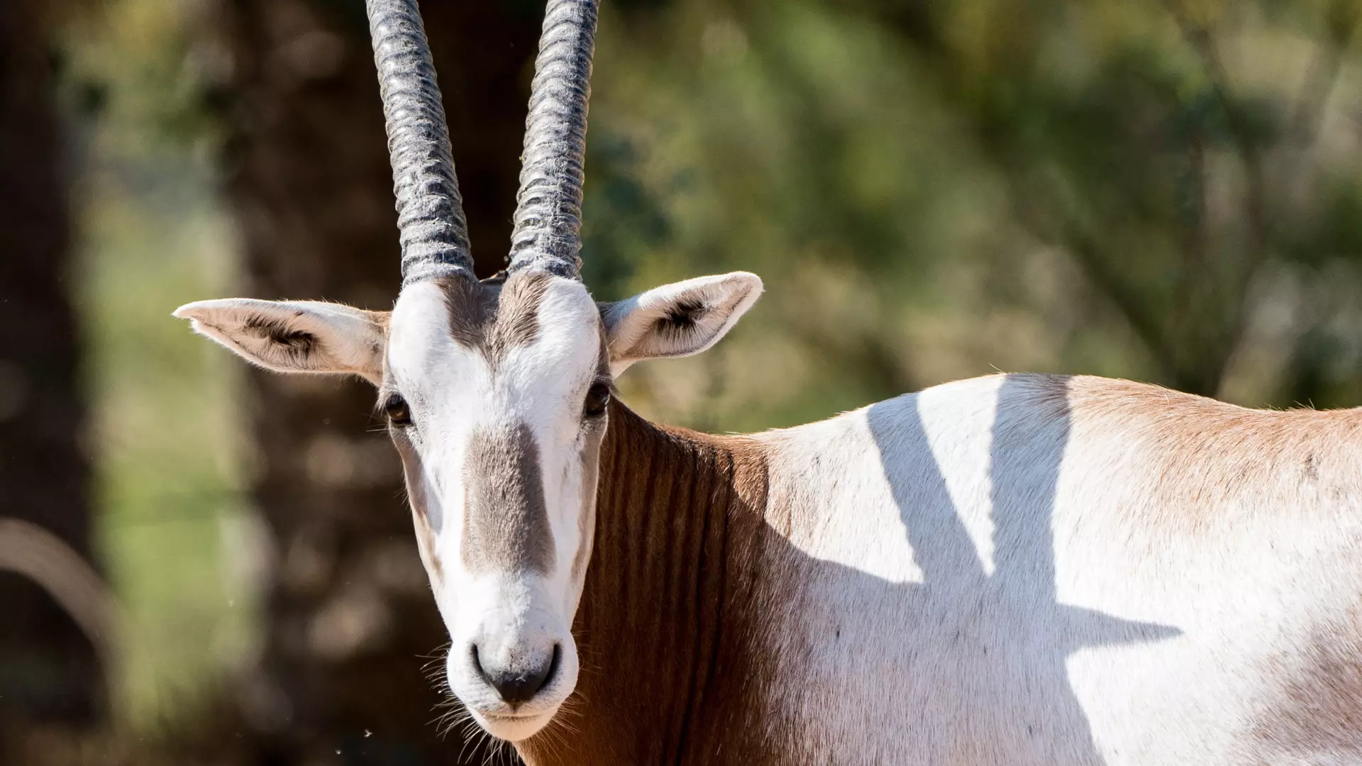 Dubai Safari Park  - Photo 41