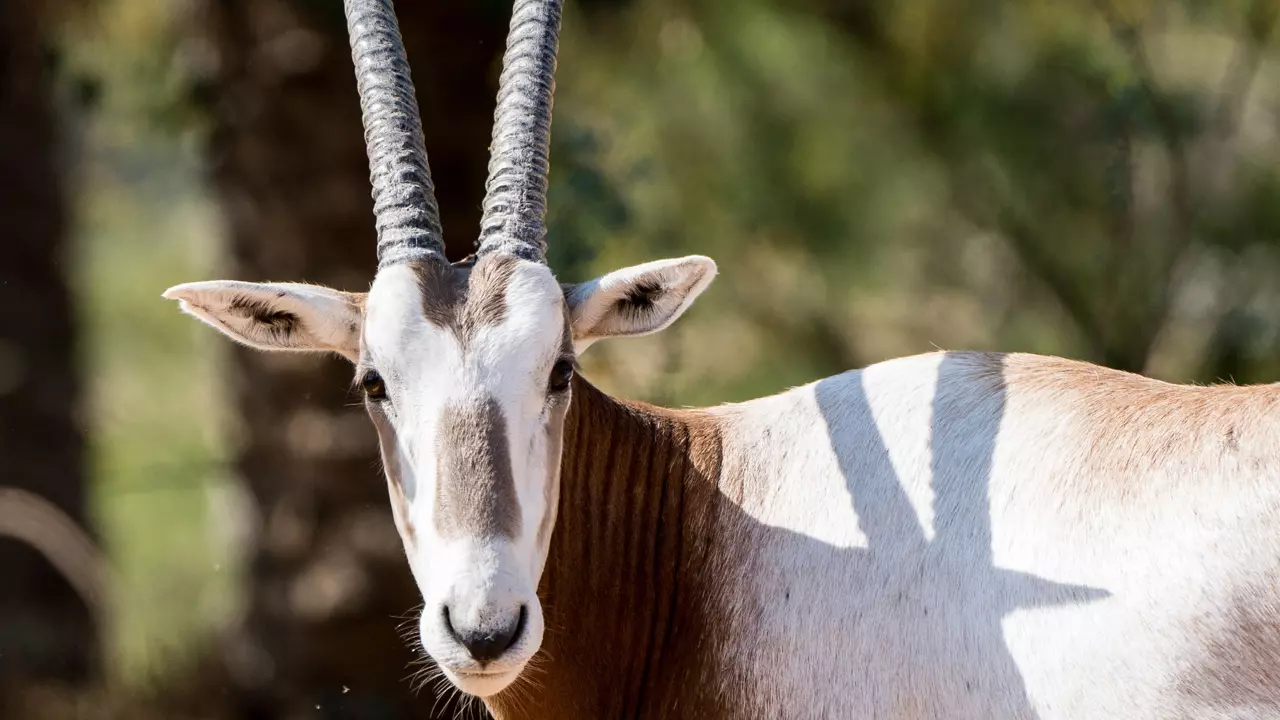 Dubai Safari Park  - Photo 19