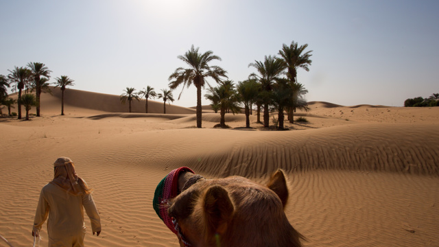 Short camel ride at the camp