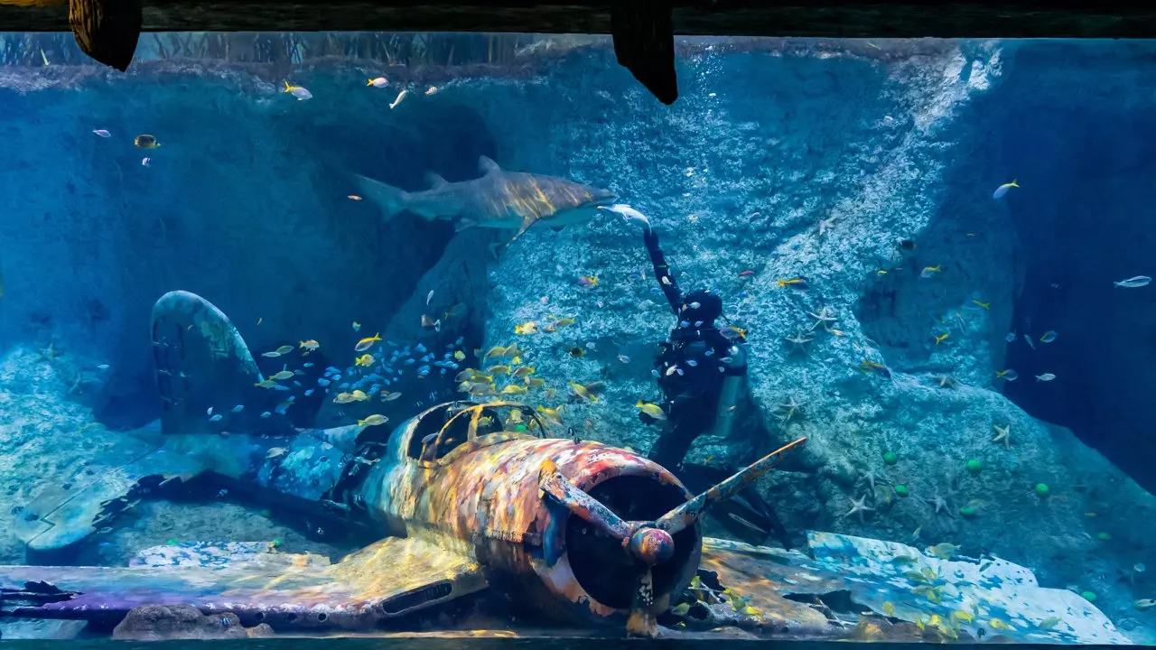 National Aquarium Abu Dhabi 