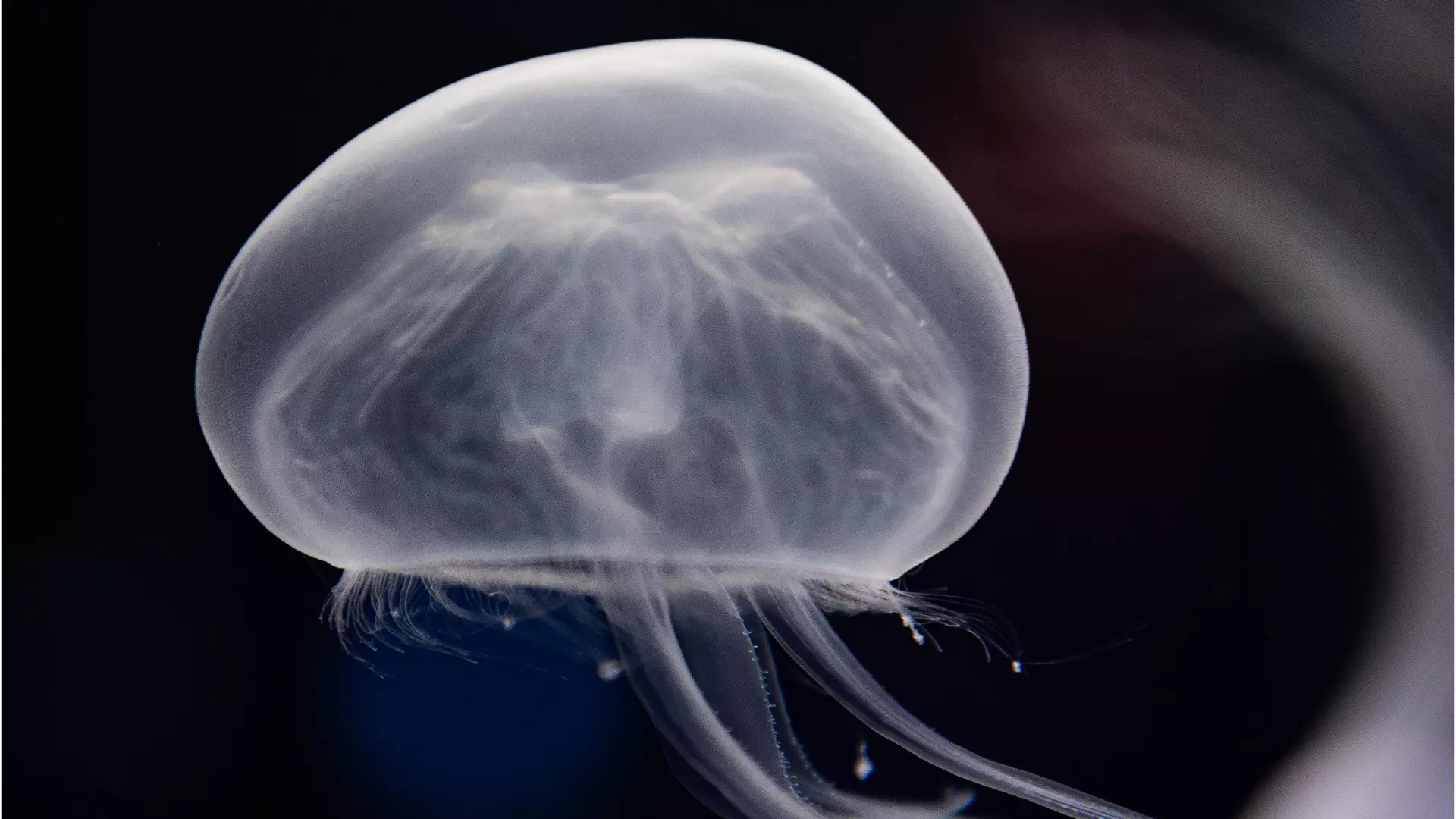 National Aquarium Abu Dhabi - Photo 28