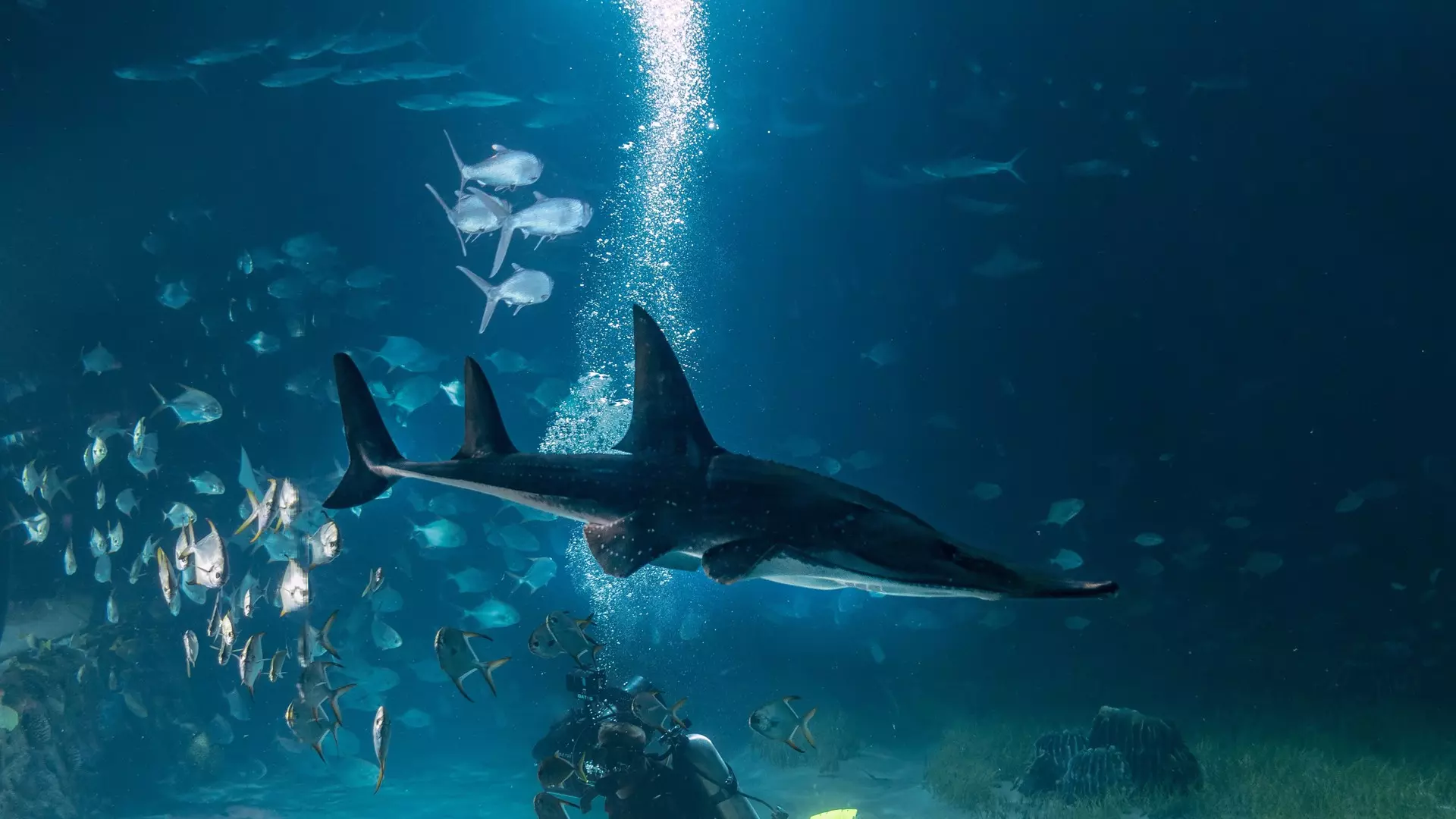 National Aquarium Abu Dhabi - Photo 31