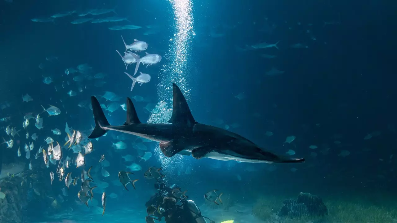 National Aquarium Abu Dhabi - Photo 7