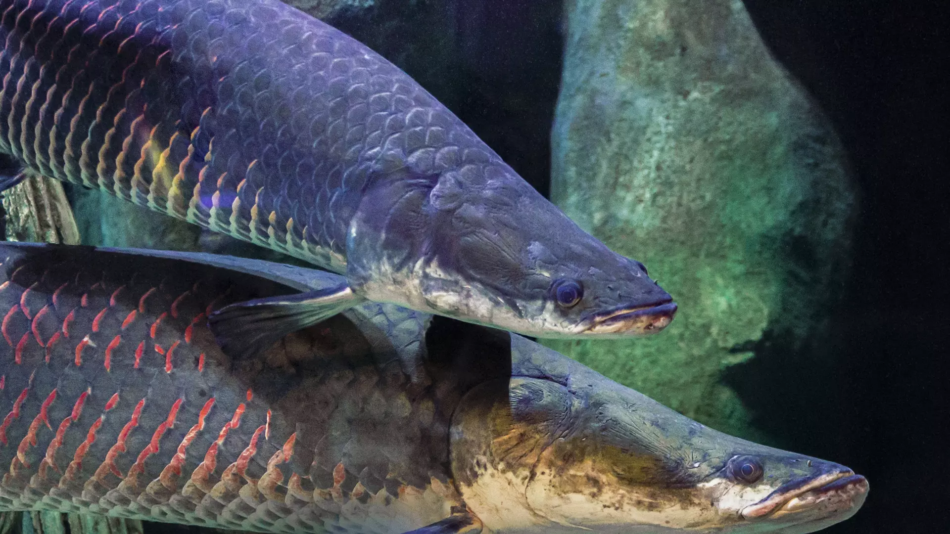 National Aquarium Abu Dhabi - Photo 34