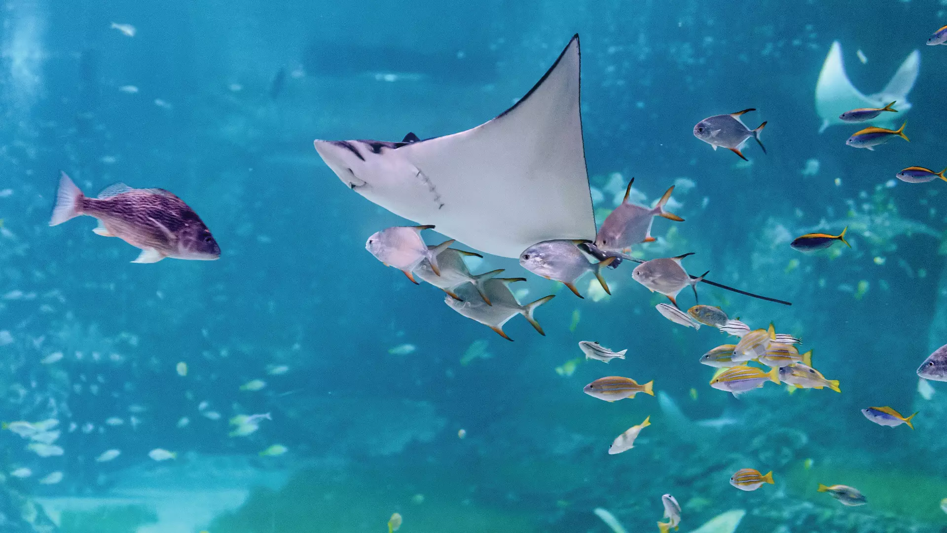 National Aquarium Abu Dhabi - Photo 37