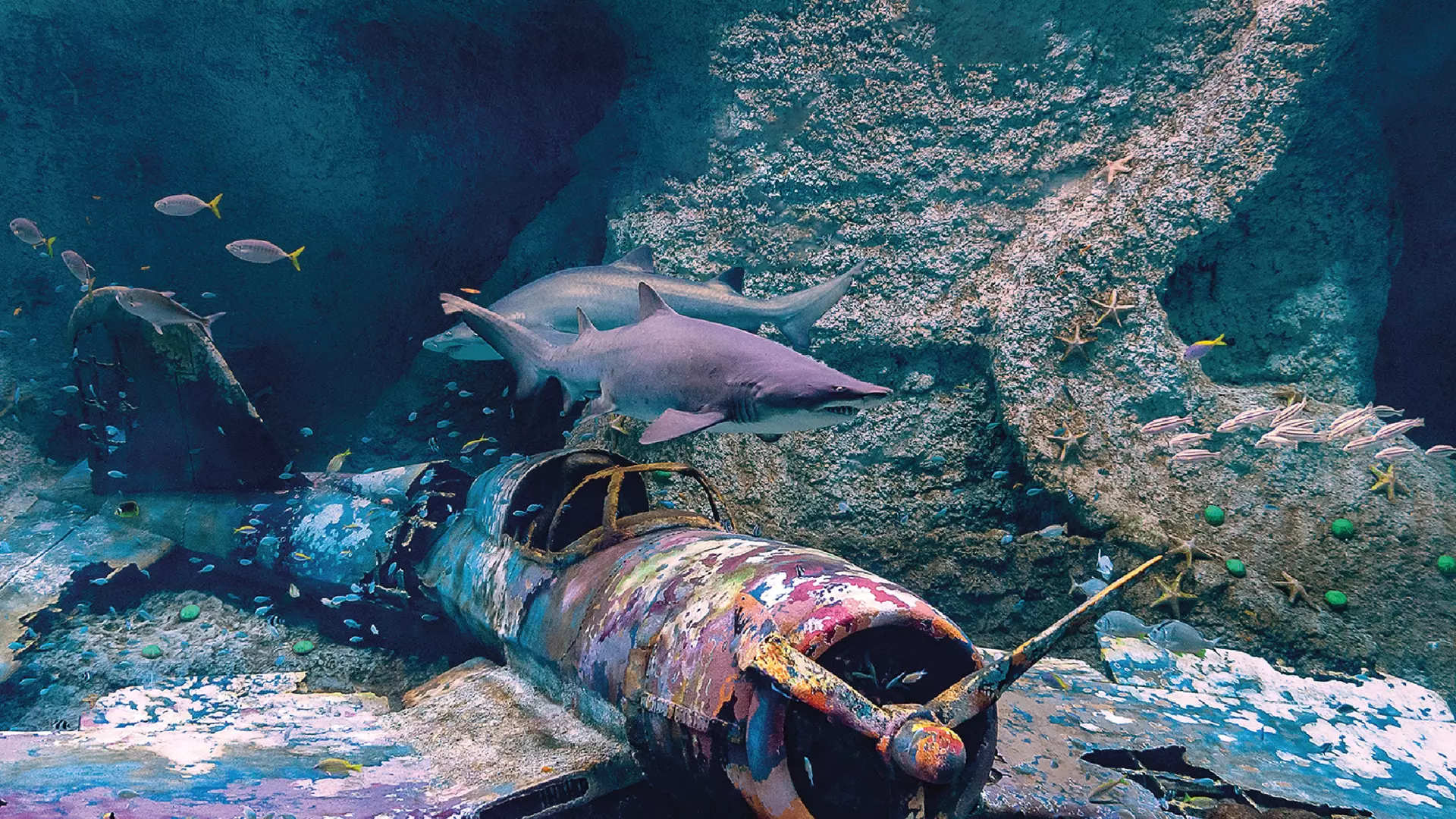 National Aquarium Abu Dhabi - Photo 40