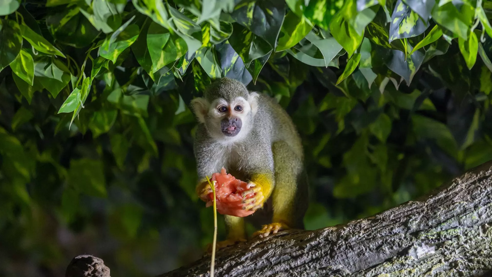 National Aquarium Abu Dhabi - Photo 41
