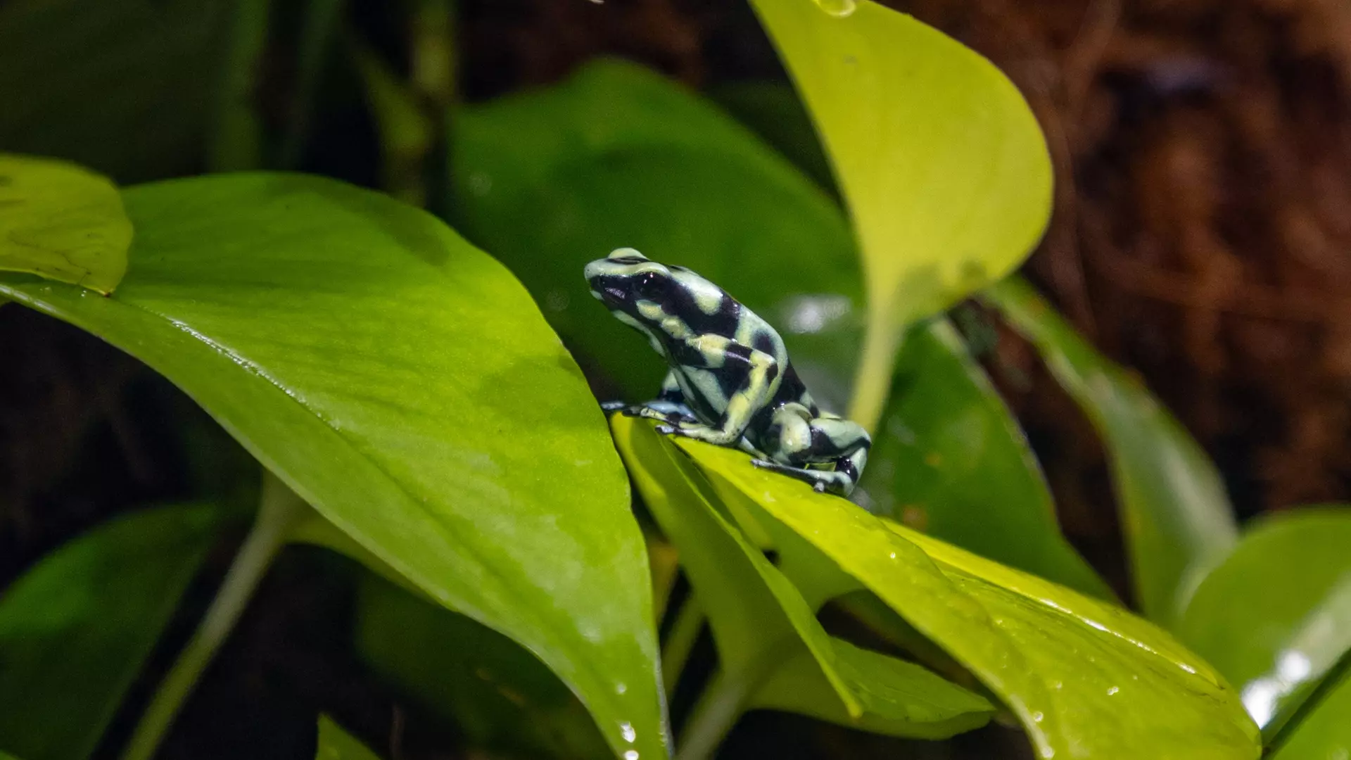National Aquarium Abu Dhabi - Photo 42