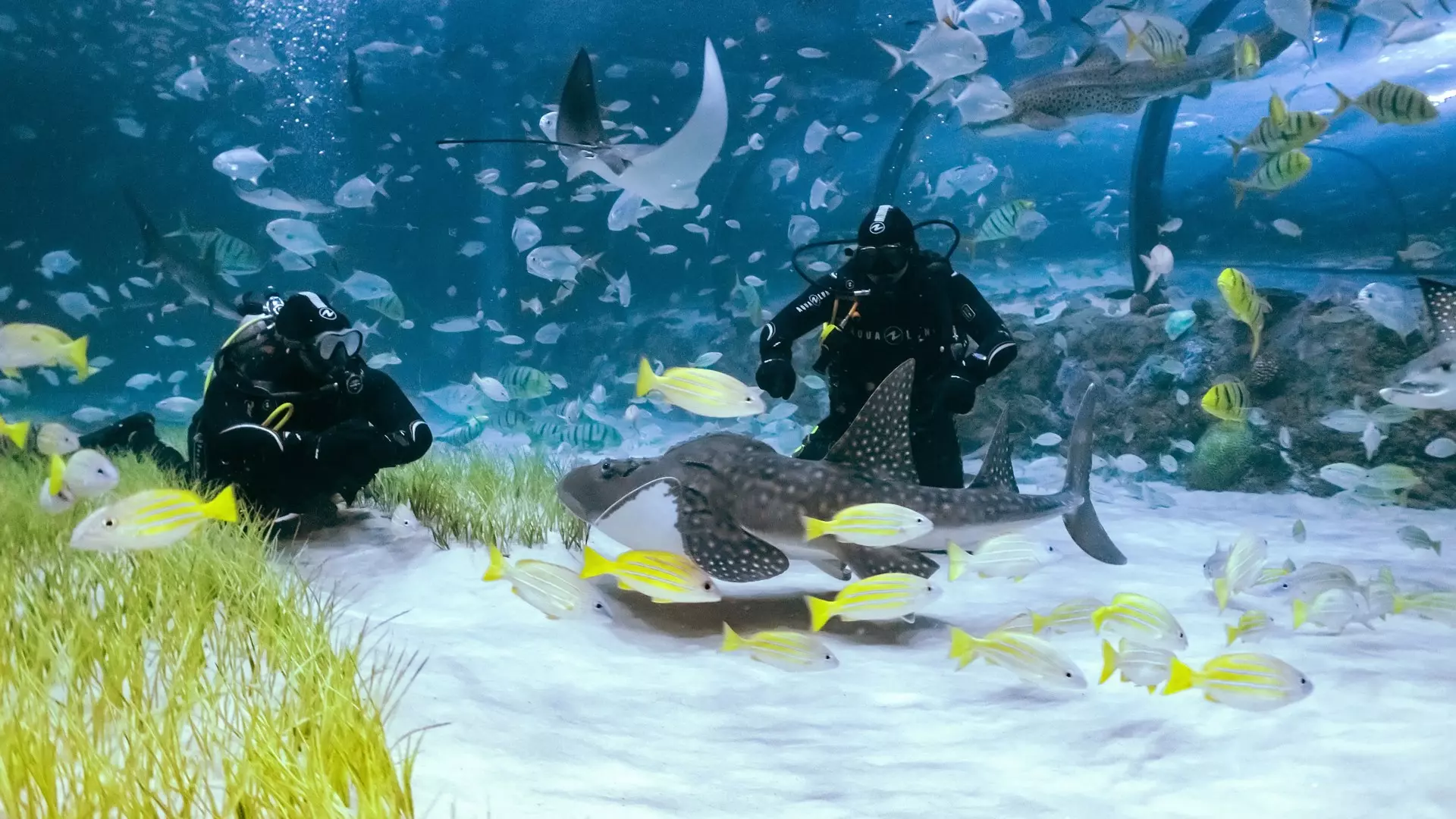 National Aquarium Abu Dhabi - Photo 43