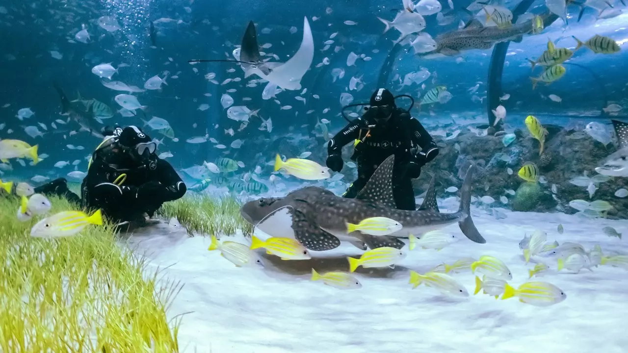 National Aquarium Abu Dhabi - Photo 19