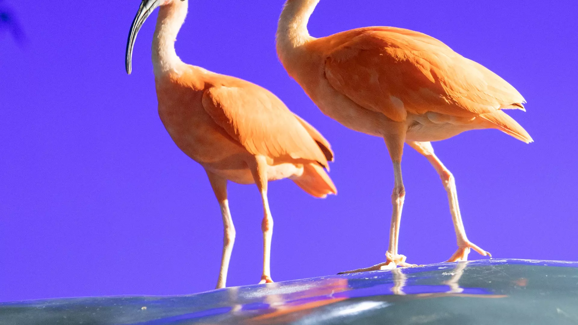 National Aquarium Abu Dhabi - Photo 44