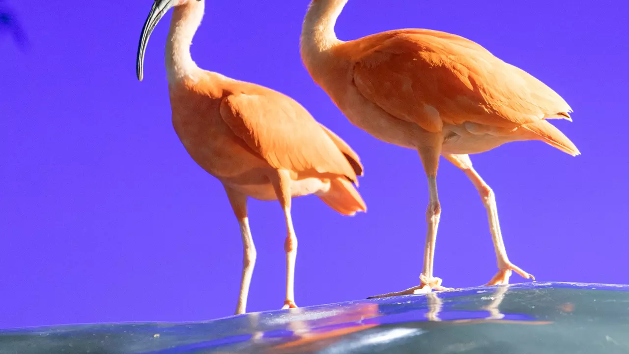 National Aquarium Abu Dhabi - Photo 20