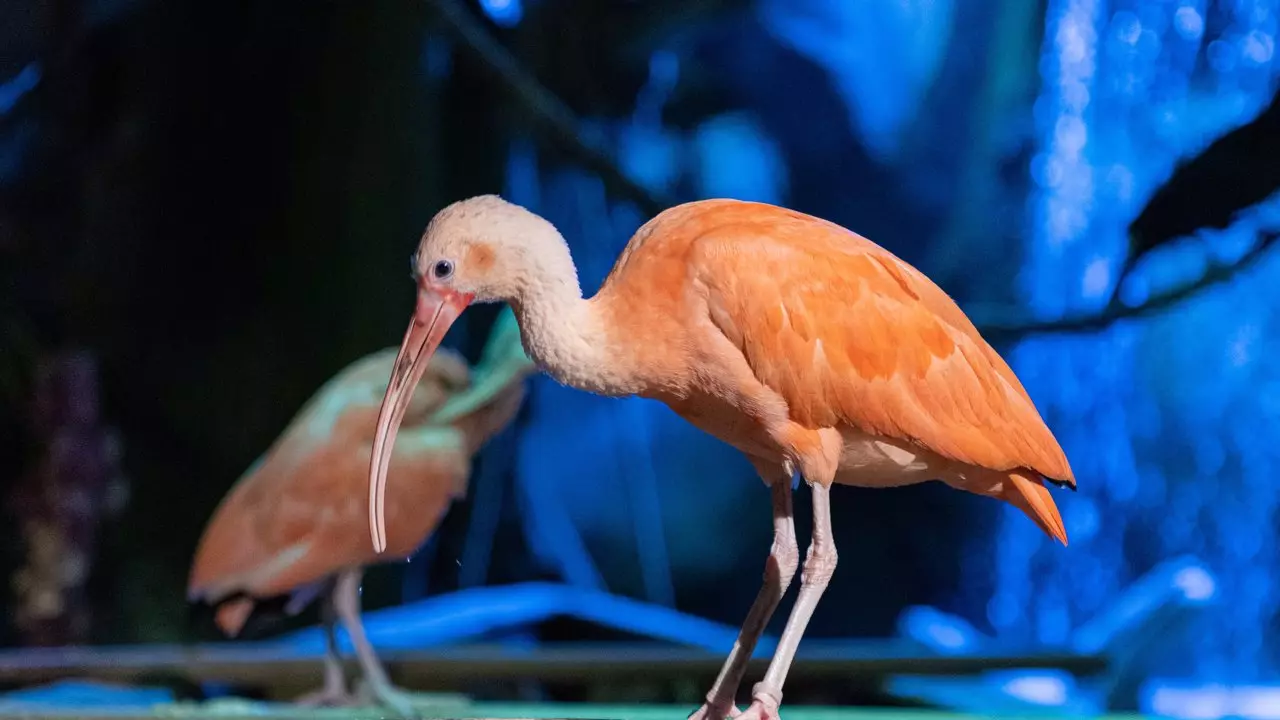 National Aquarium Abu Dhabi - Photo 21