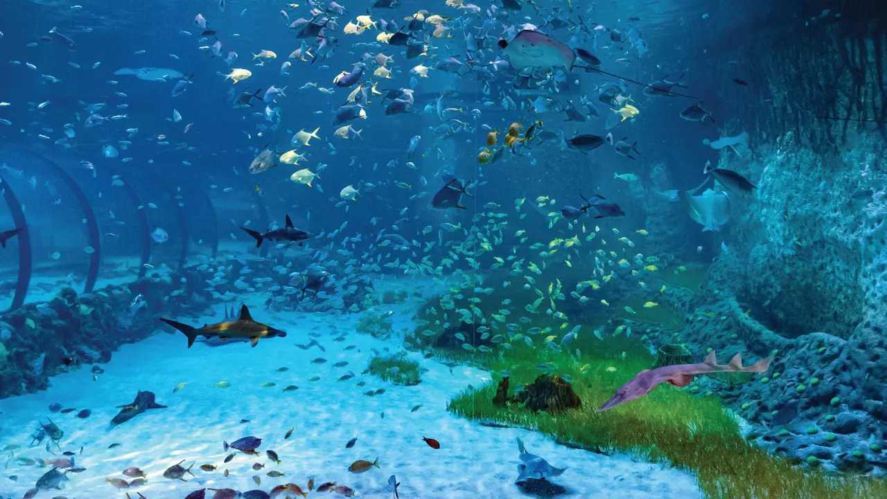 National Aquarium Abu Dhabi - Photo 22