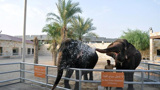 Abu Dhabi Emirates Park Zoo - Photo 12