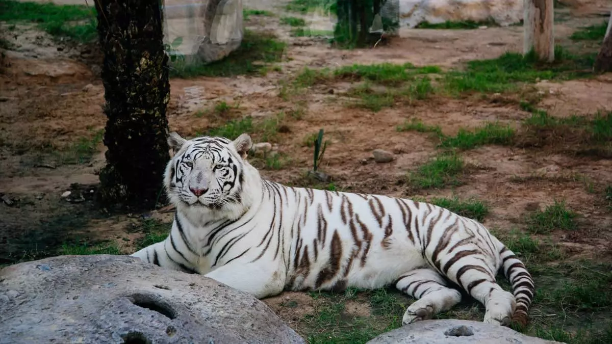 Abu Dhabi Emirates Park Zoo - Photo 17