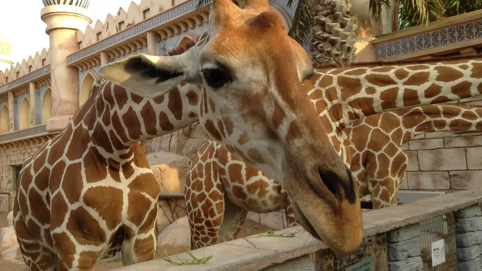 Abu Dhabi Emirates Park Zoo - Photo 20