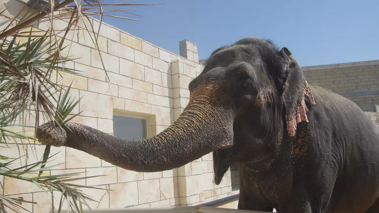 Abu Dhabi Emirates Park Zoo - Photo 9
