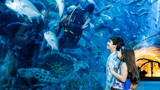 Aquarium and Underwater Zoo at the Dubai Mall - Photo 10