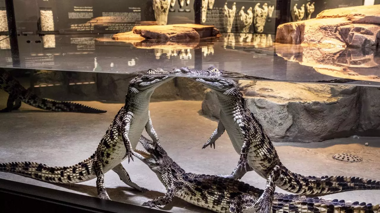 Dubai Crocodile Park - Photo 4