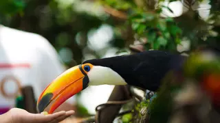 الكوكب الأخضر دبي