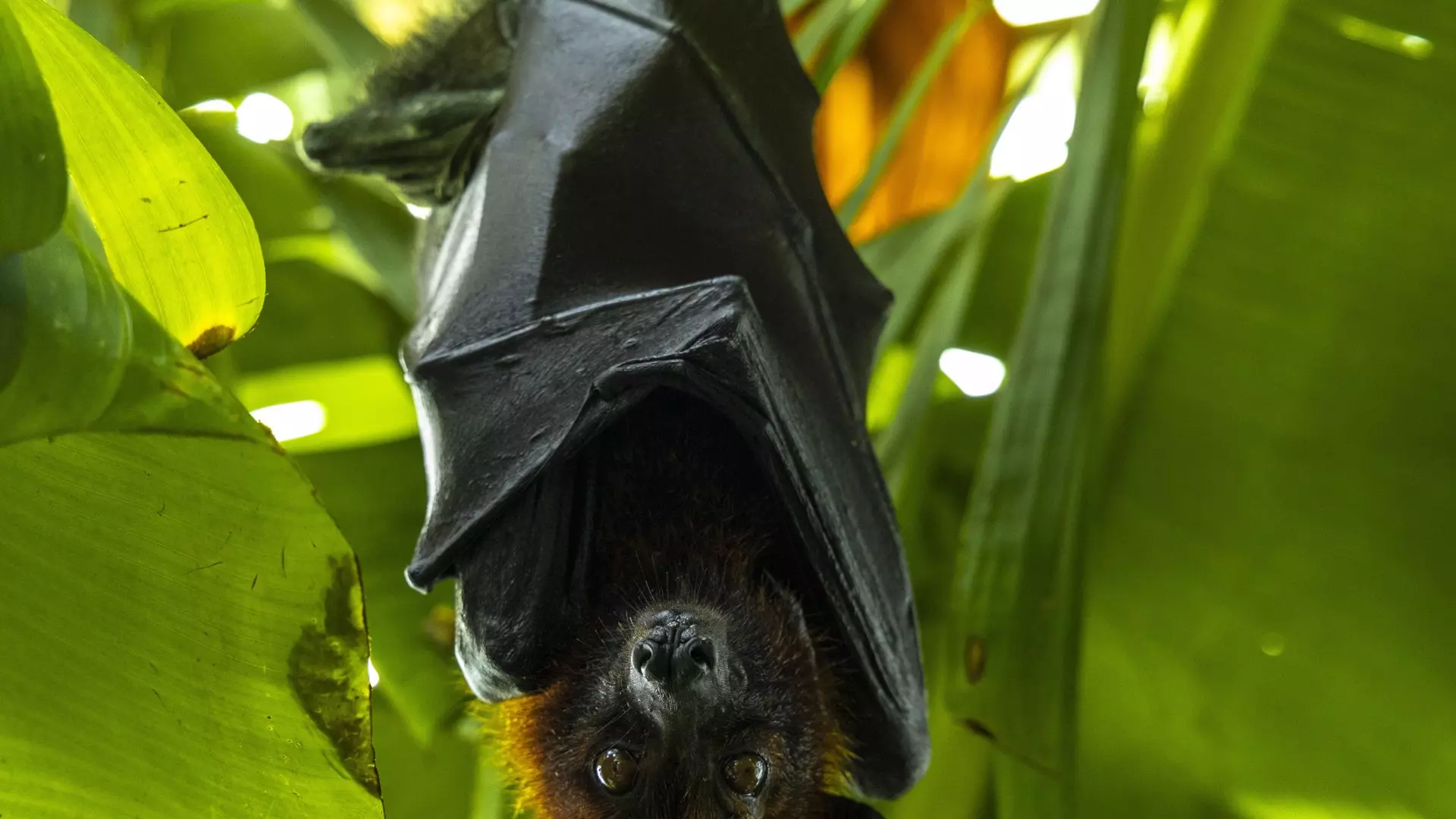 The Green Planet - Photo 26