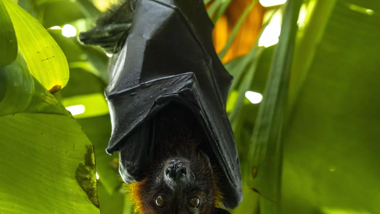 The Green Planet - Photo 7