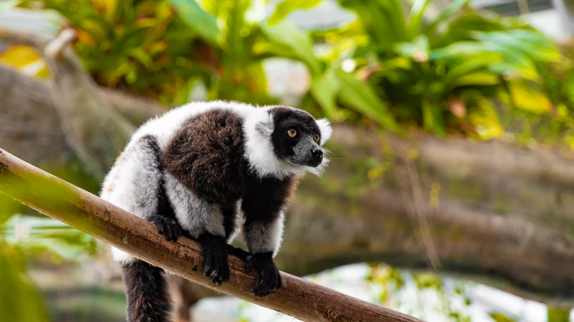 The Green Planet - Photo 27