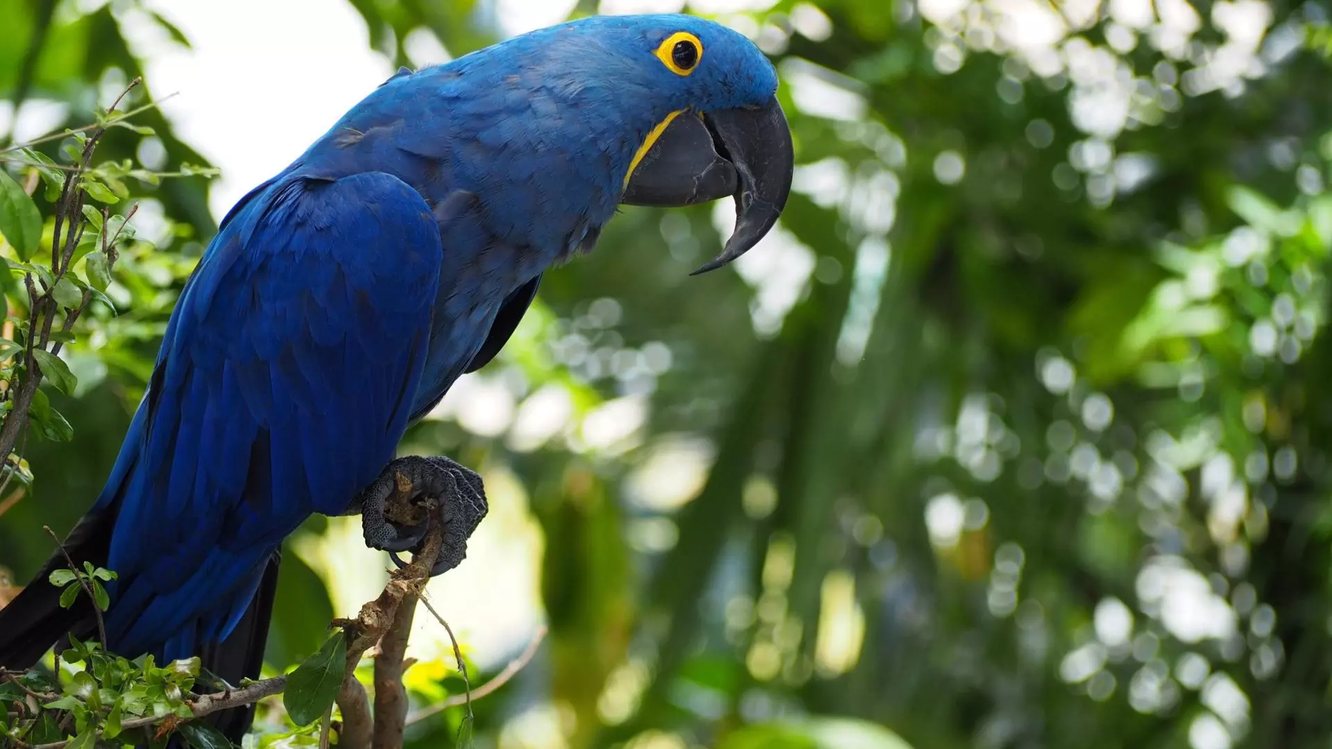 The Green Planet - Photo 28