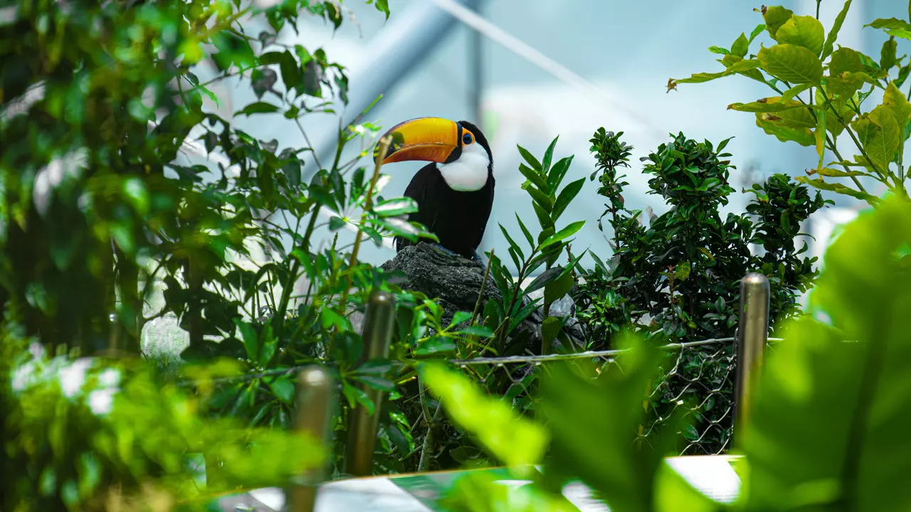 The Green Planet - Photo 10