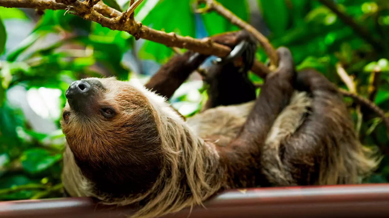 The Green Planet - Photo 11