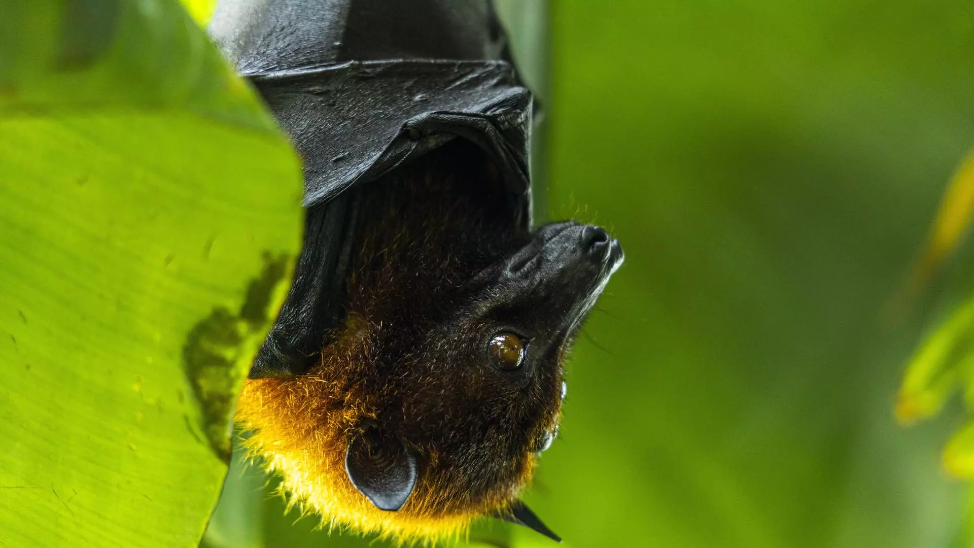 The Green Planet - Photo 34