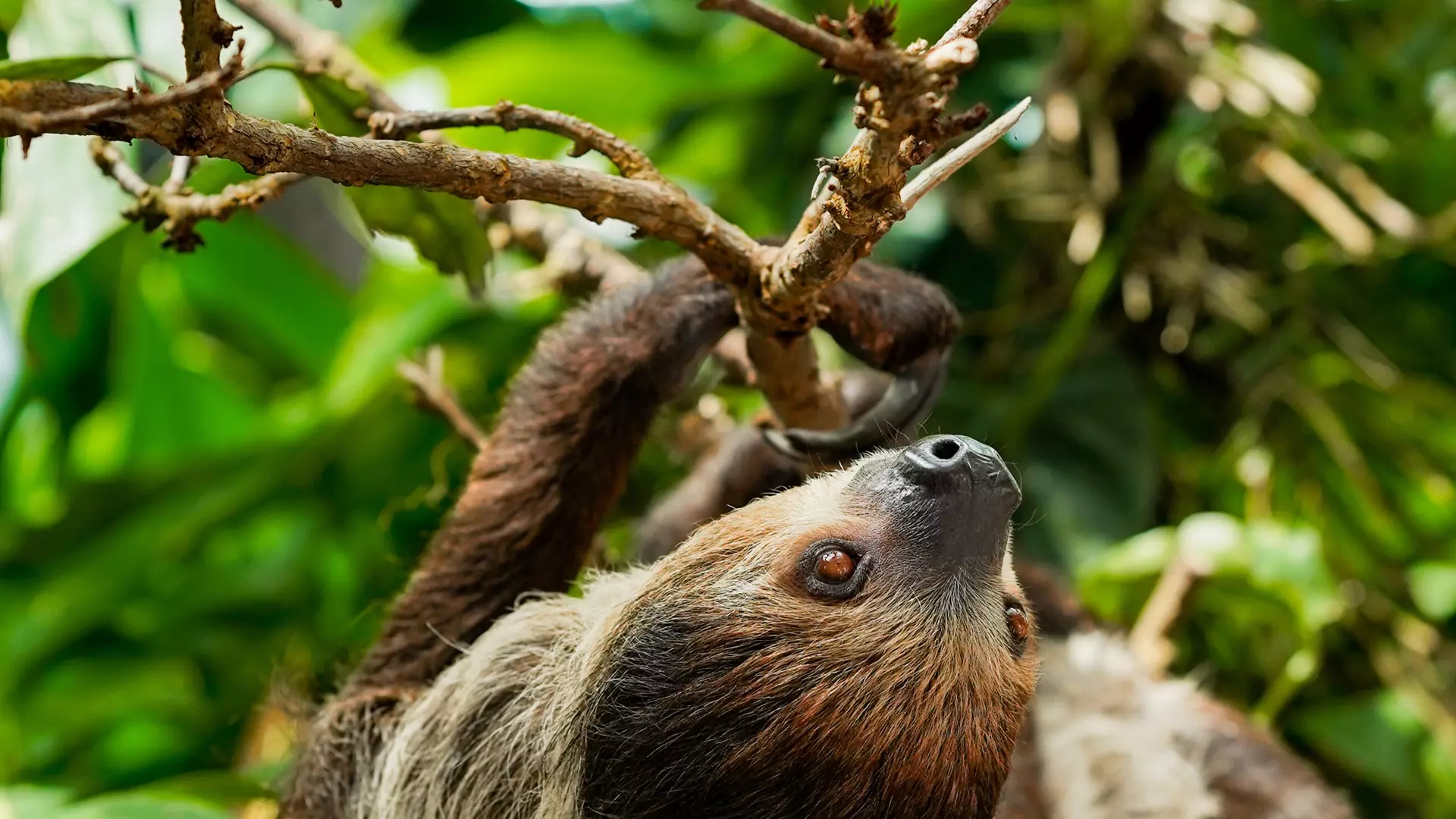 The Green Planet - Photo 36