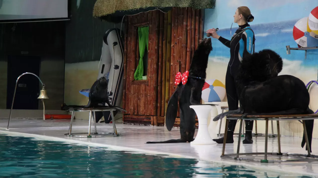 Dubai Dolphinarium - Photo 3