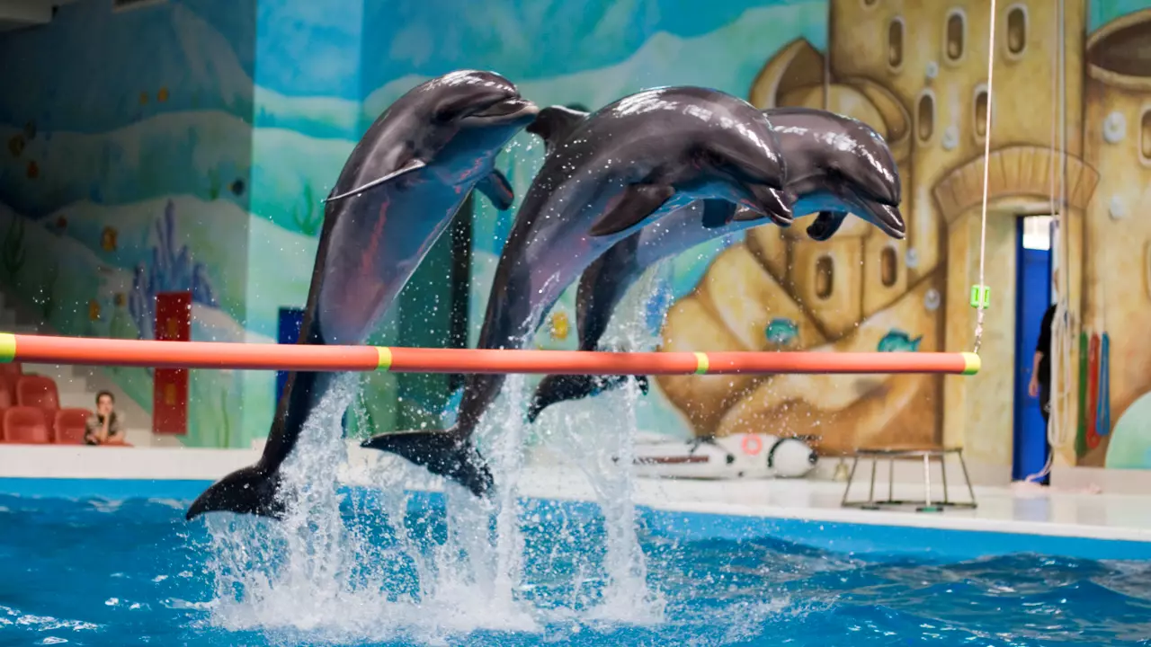 Dubai Dolphinarium - Photo 6