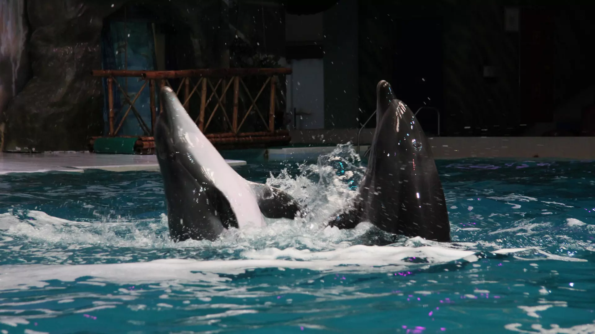 Dubai Dolphinarium - Photo 20