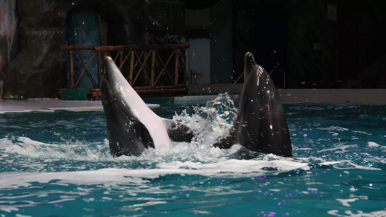 Dubai Dolphinarium - Photo 9