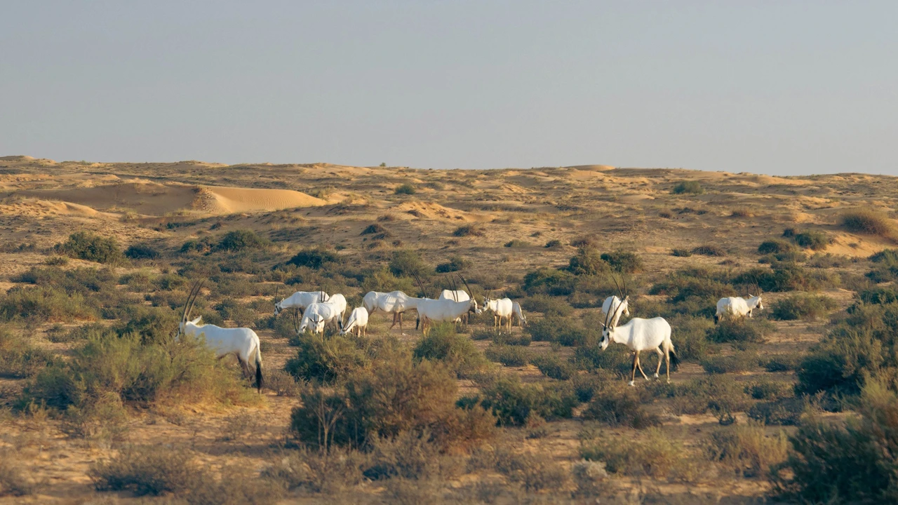 Conservation Drive & Breakfast at Al Maha