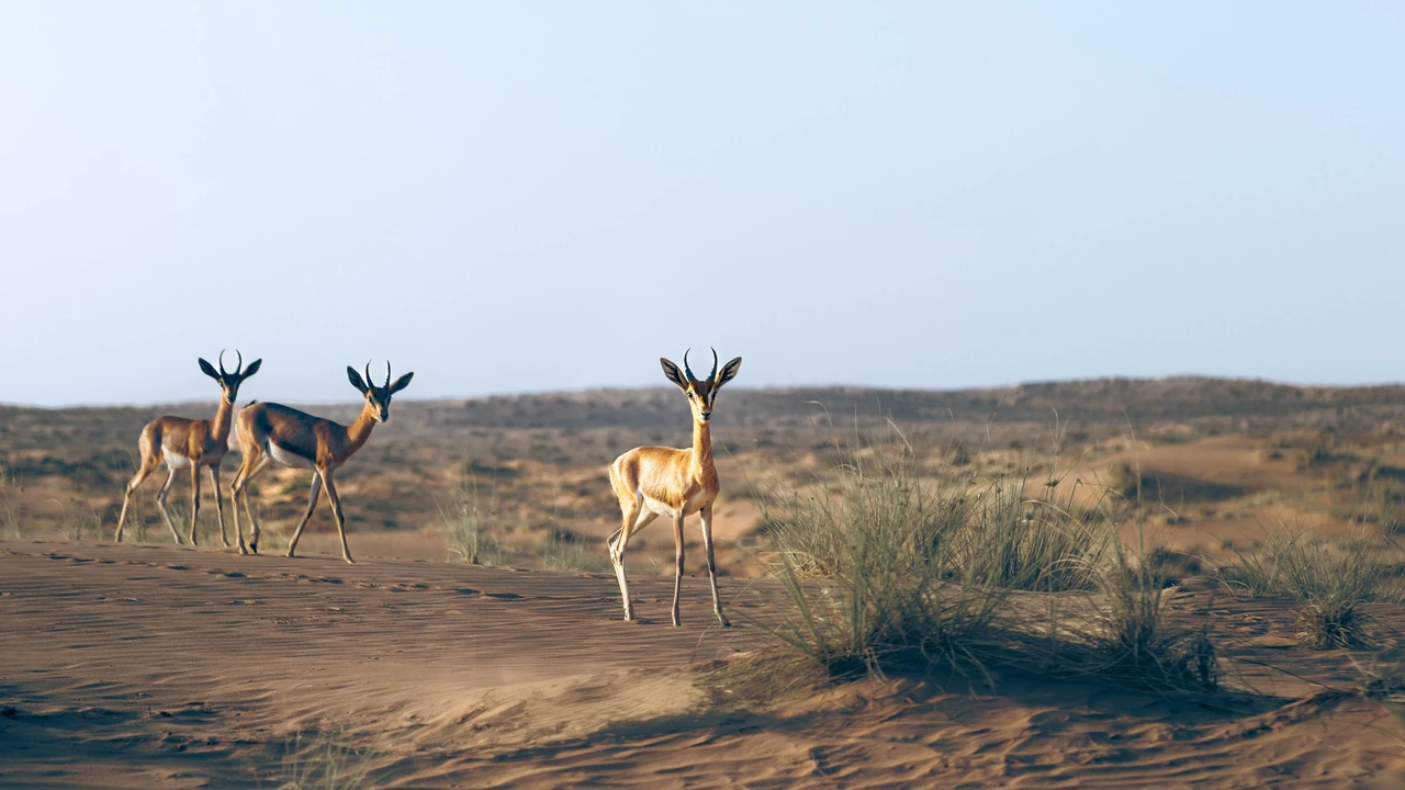 Heritage Morning Safari: Bedouin Culture