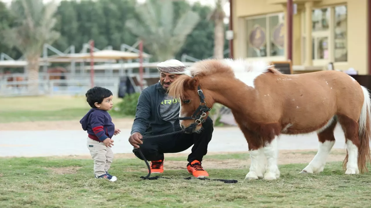 Катание на лошадях в Дубае