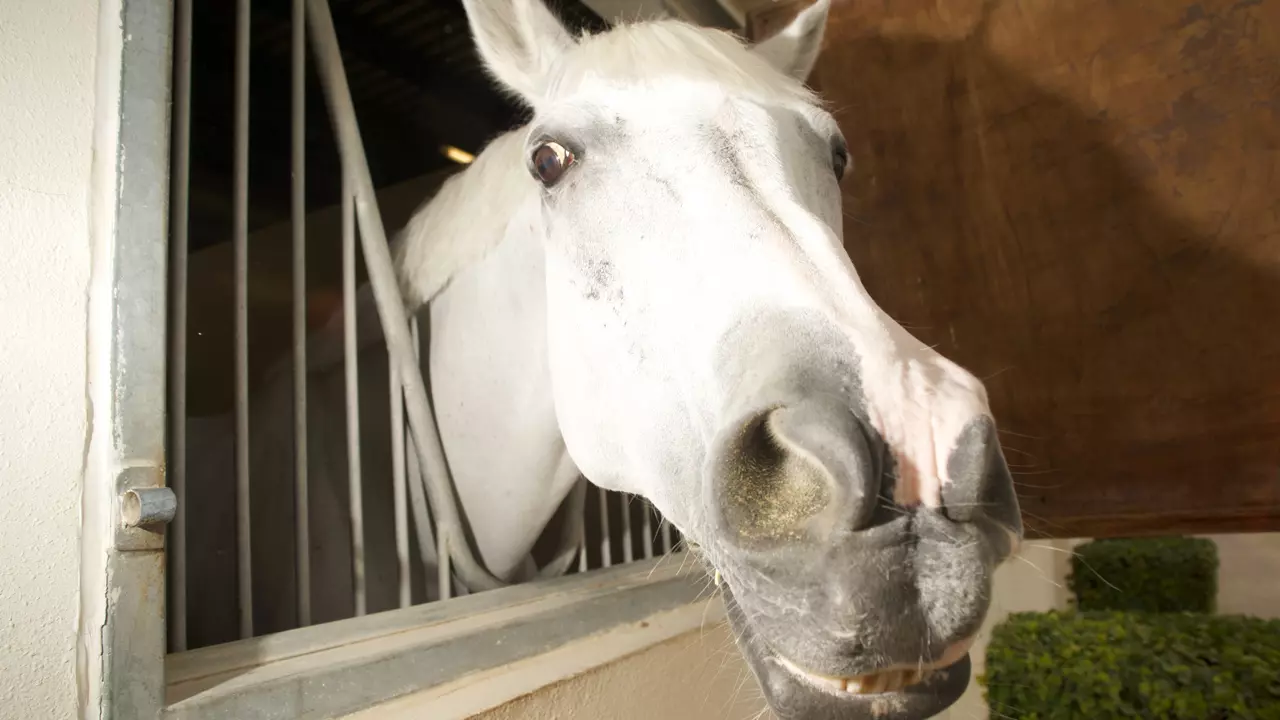 Катание на лошадях в Дубае