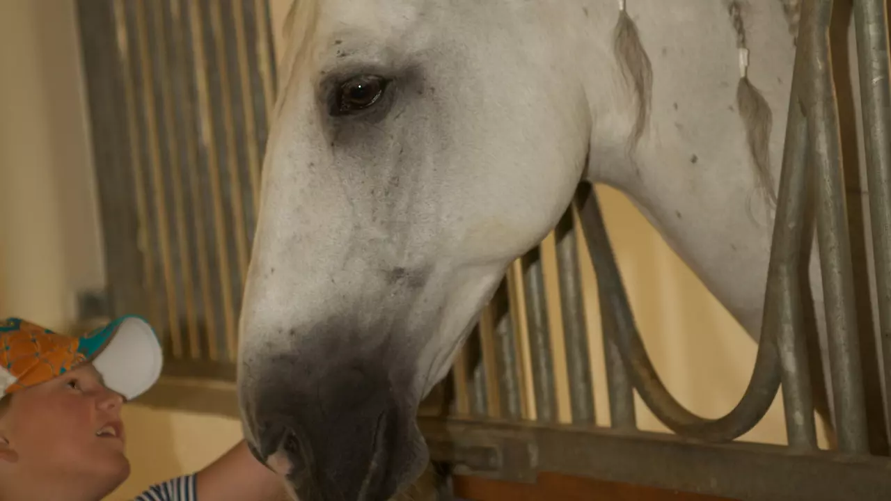 Катание на лошадях в Дубае