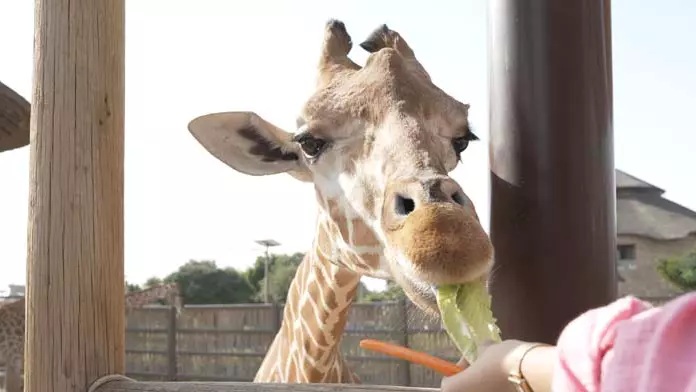 Зоопарк Dubai Safari Park