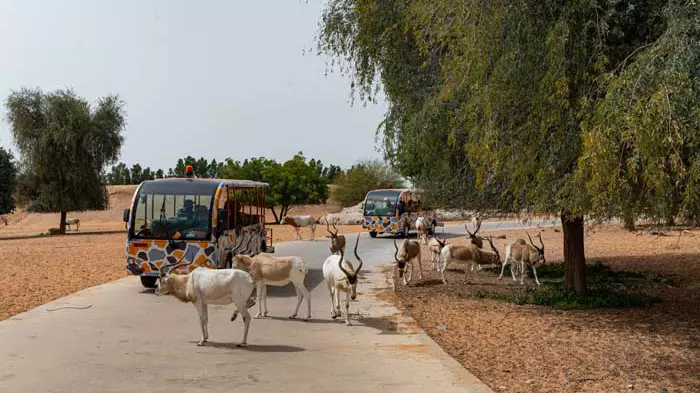 Зоопарк Dubai Safari Park