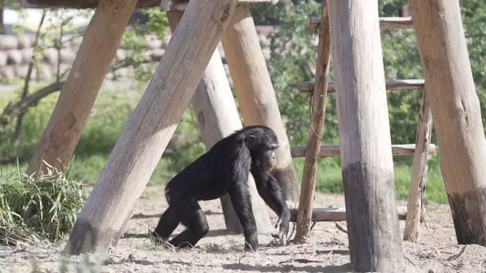 Зоопарк Dubai Safari Park